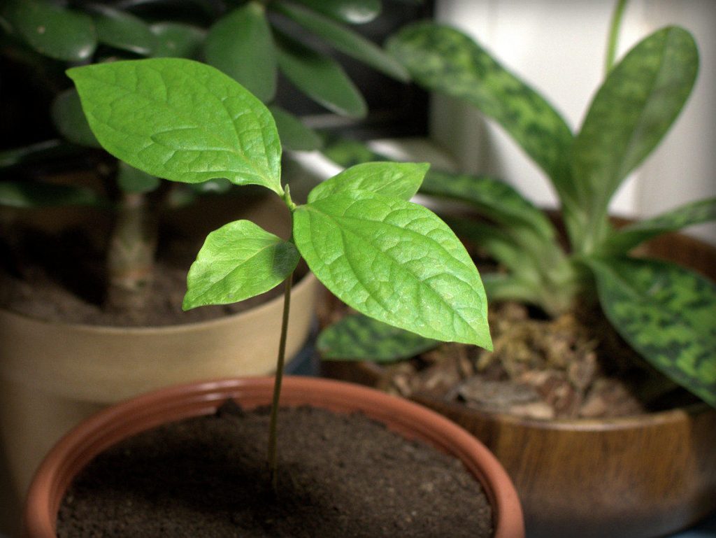 Зимой поливать чишковое дерево не нужно, однако не следует допускать и полного засыхания почвы