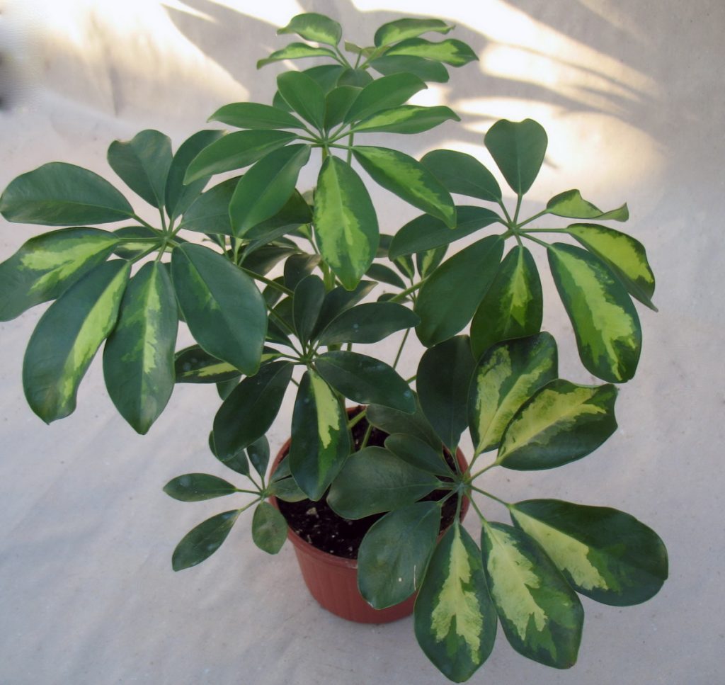 Зимой шеффлере нужен покой