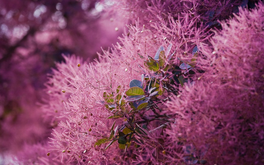Из скумпии получают физегин – оранжевый или желтый краситель для шелка, шерсти, кожи
