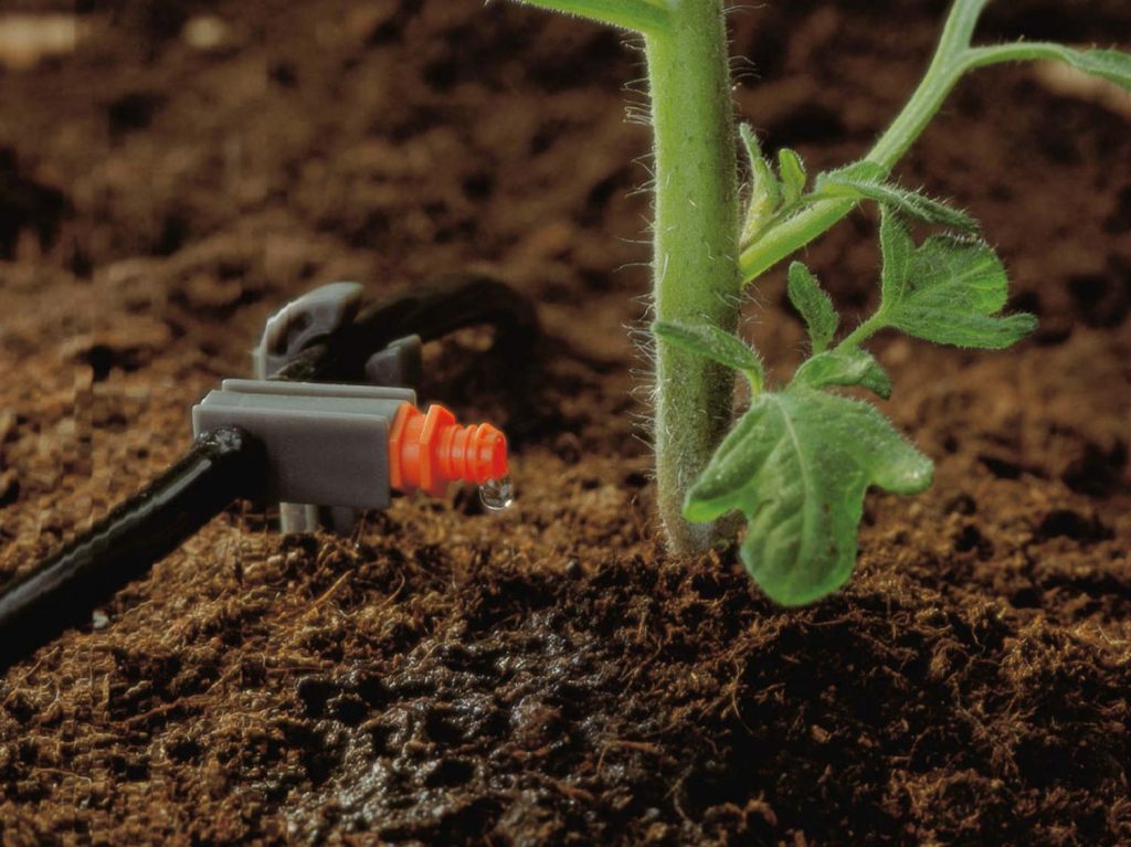 Капельный полив томатов