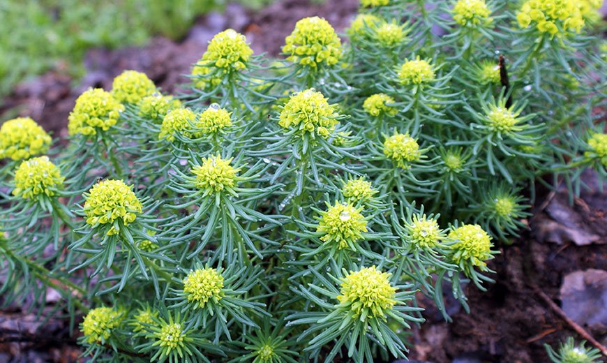 Кипарисовый молочай