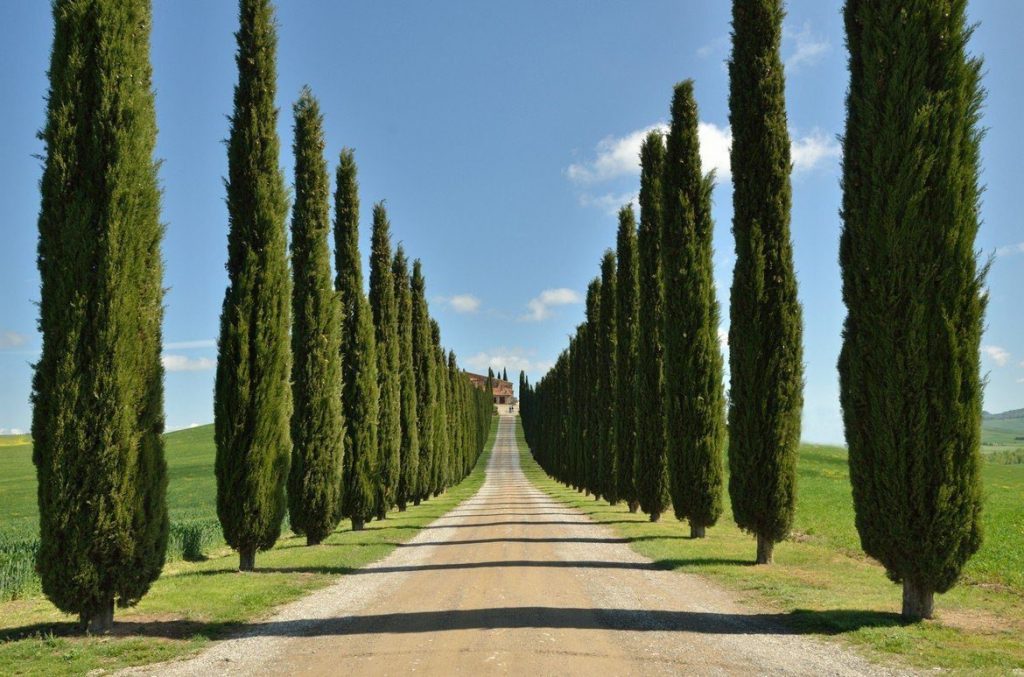 Кипарис вечнозеленый