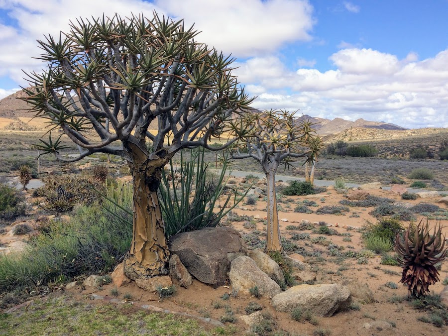 Колчанное дерево