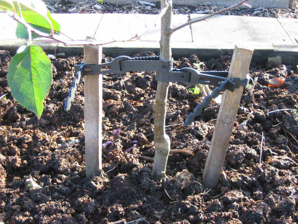 Колышки – это дополнительная опора для молодого деревца