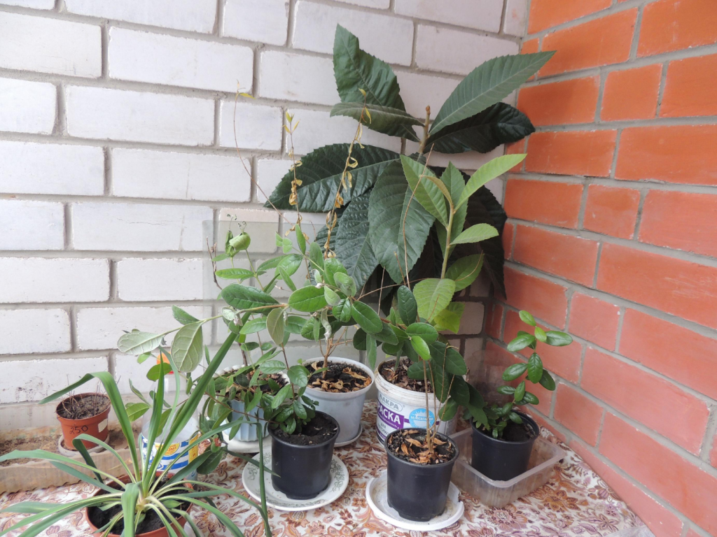 Комнатный зимнецвет хорошо отзывается на воздушные ванны, летом его можно выносить на балкон