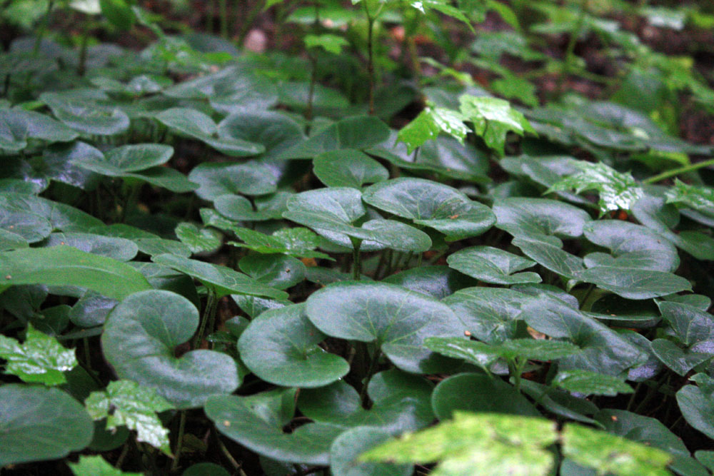 Копытень европейский