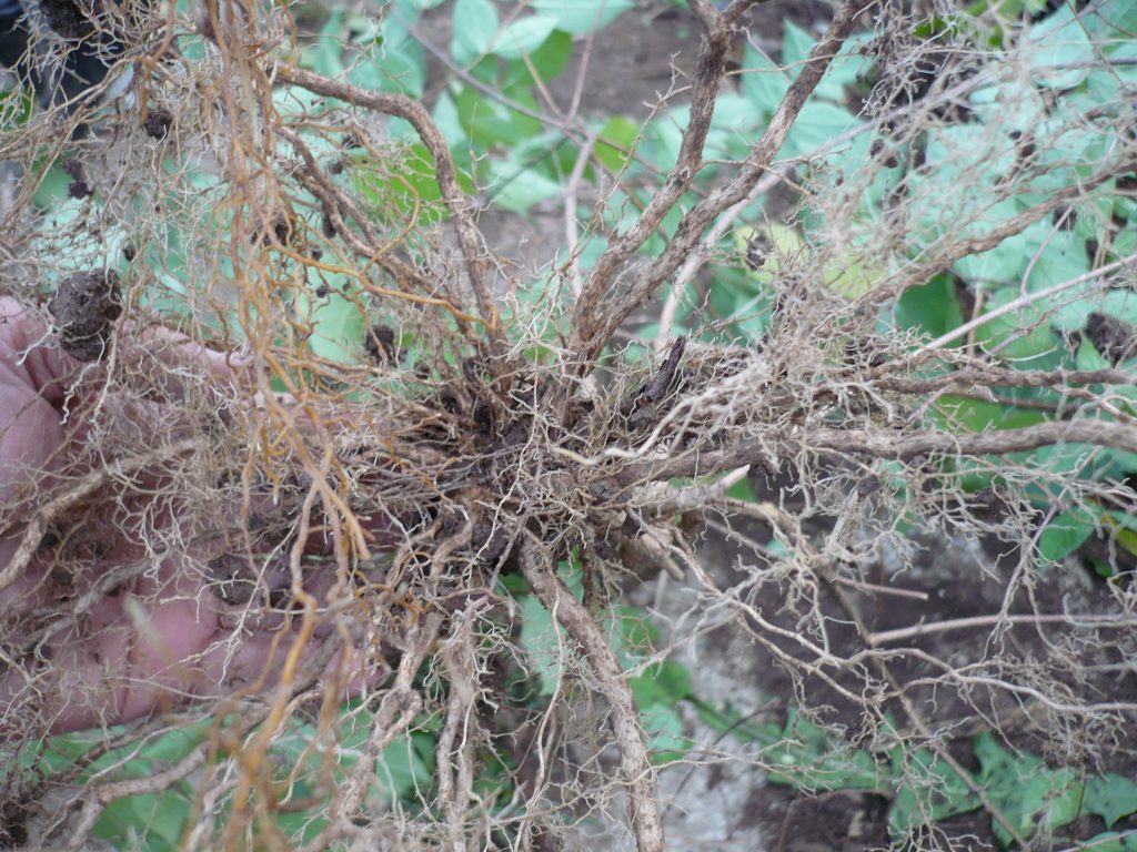 Корень жасмина