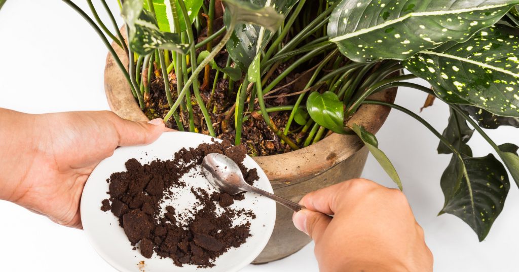 Спитый кофе в качестве удобрения