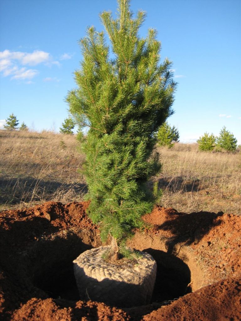Корни сосны замотанные в ткань