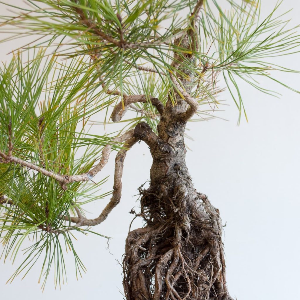 Корни молодой сосны