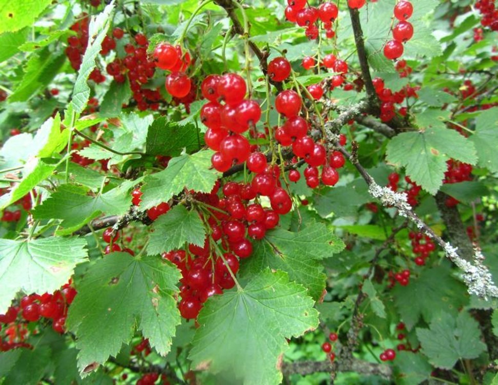 Красная смородина