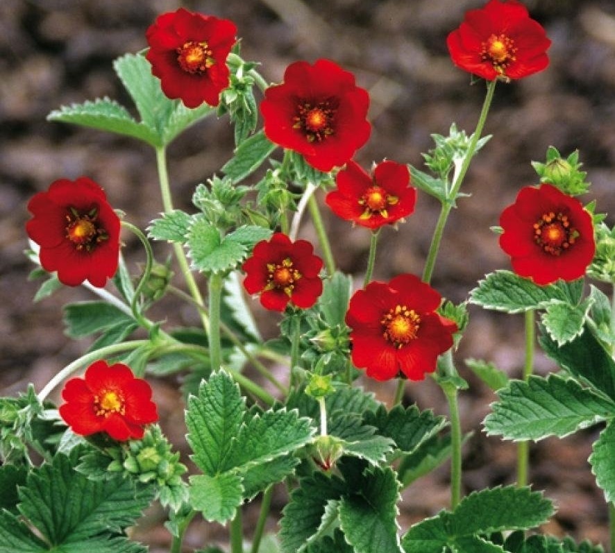 Кроваво-красная лапчатка