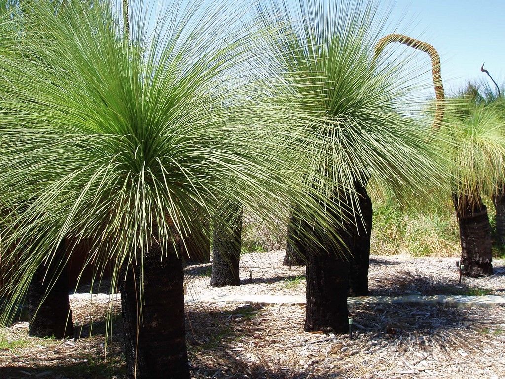 Ксанторрея