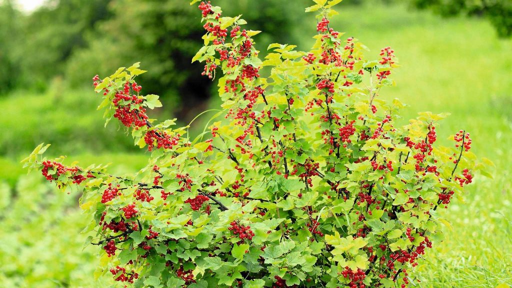 Куст красной смородины