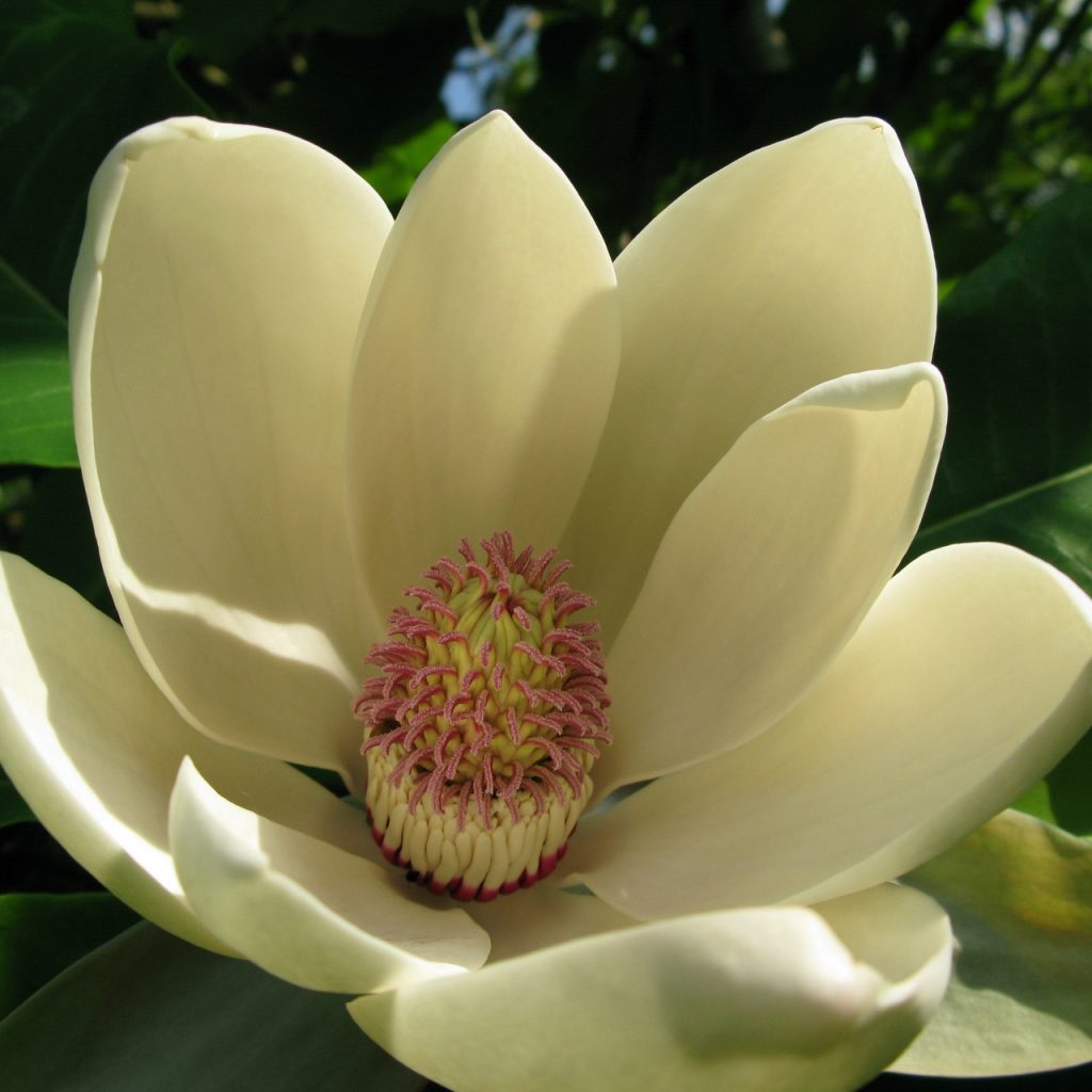 Лекарственная