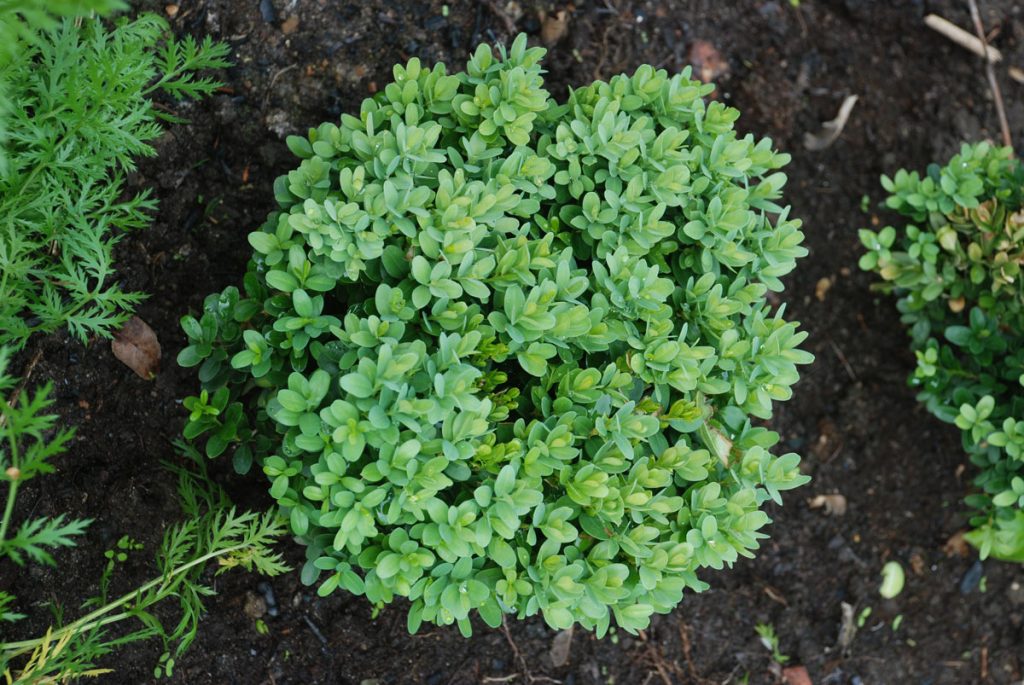 Летом кустарник поливают не чаще, чем зимой, но обильнее