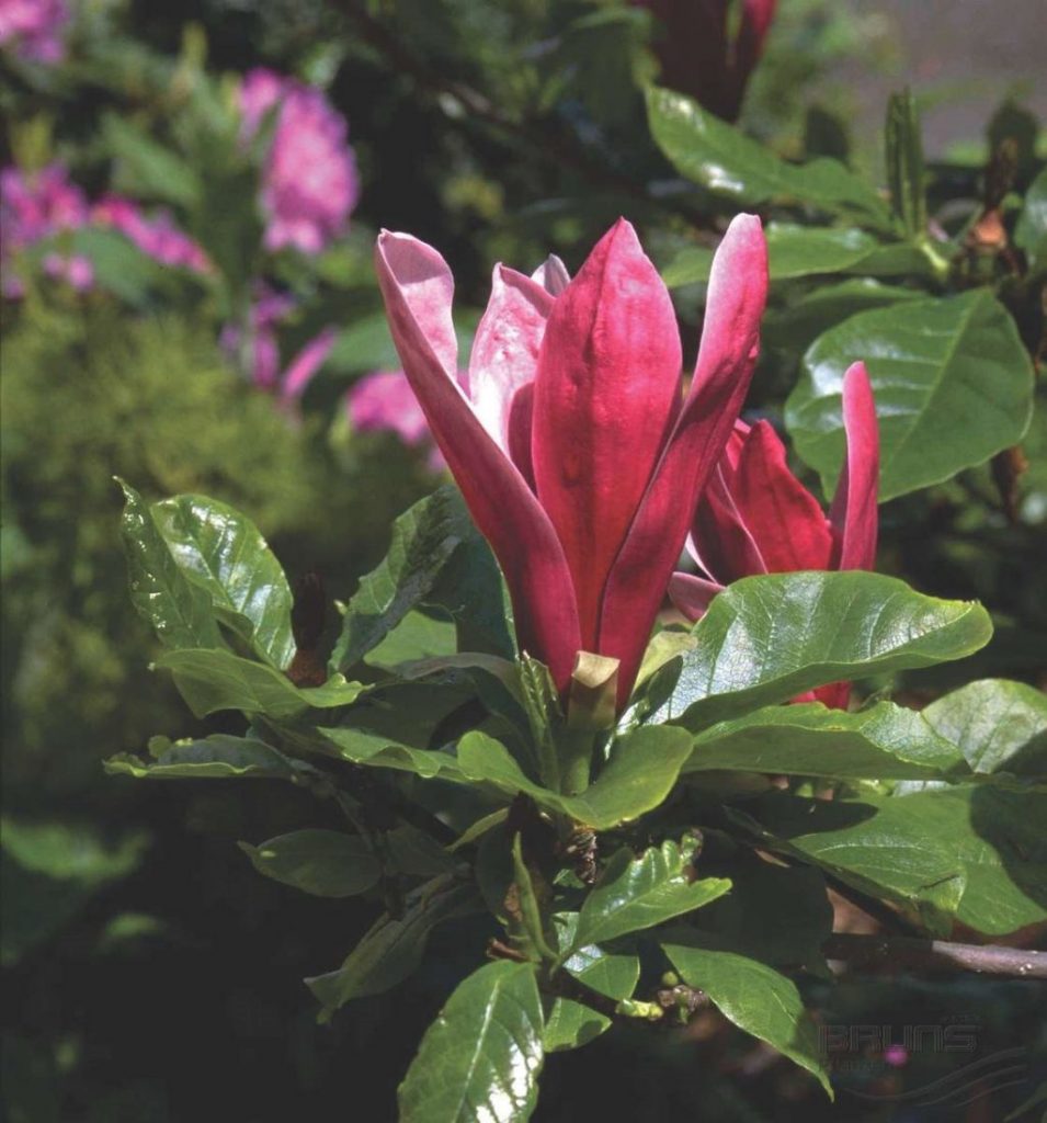 Лилиецветковая