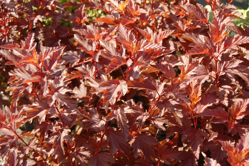 Литтл Энджел