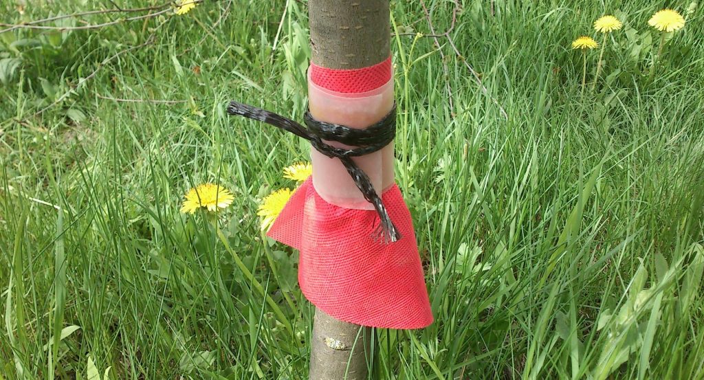 Ловчий пояс для дерева в виде юбки