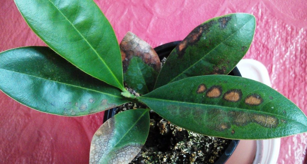 Магнолия пораженная заболеванием