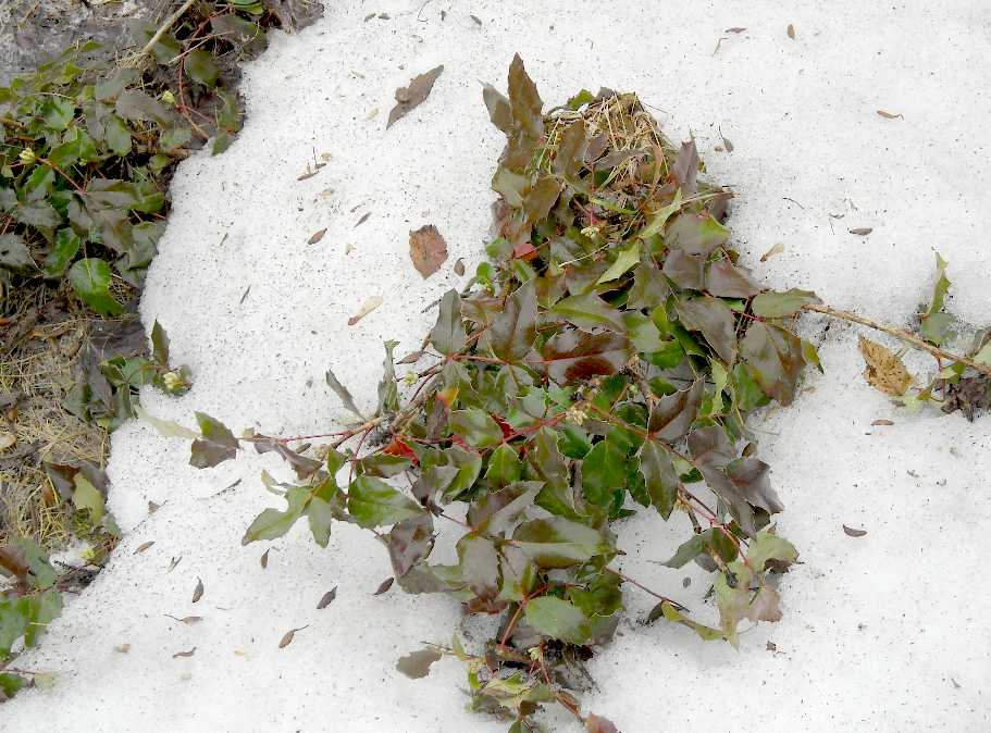 Магония зимой