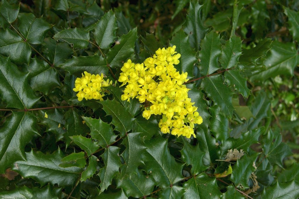 Магония сорта Атропурпуреа