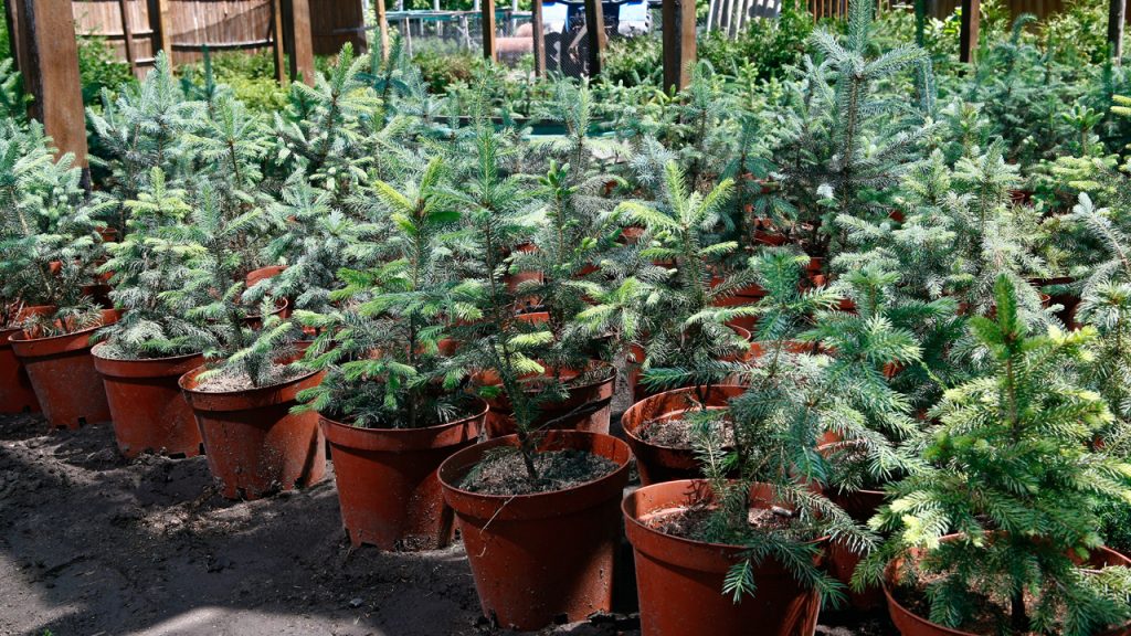 Маленькие красавицы, которые можно приобрести в питомнике