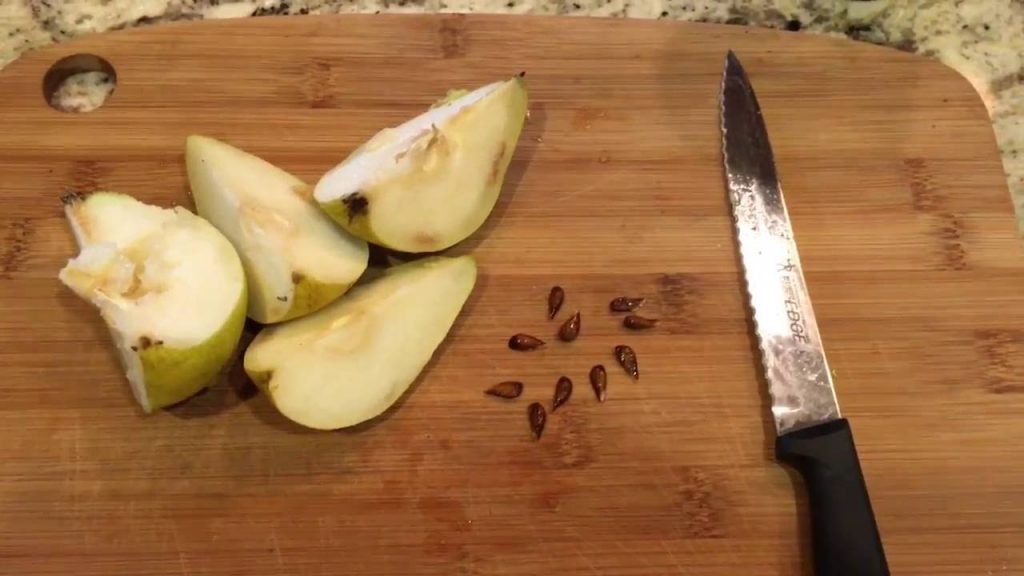 Можно размножить растение семенами