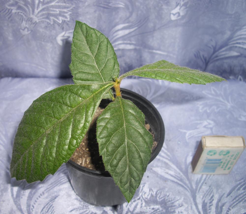 Молодые растения нужно пересаживать раз в год