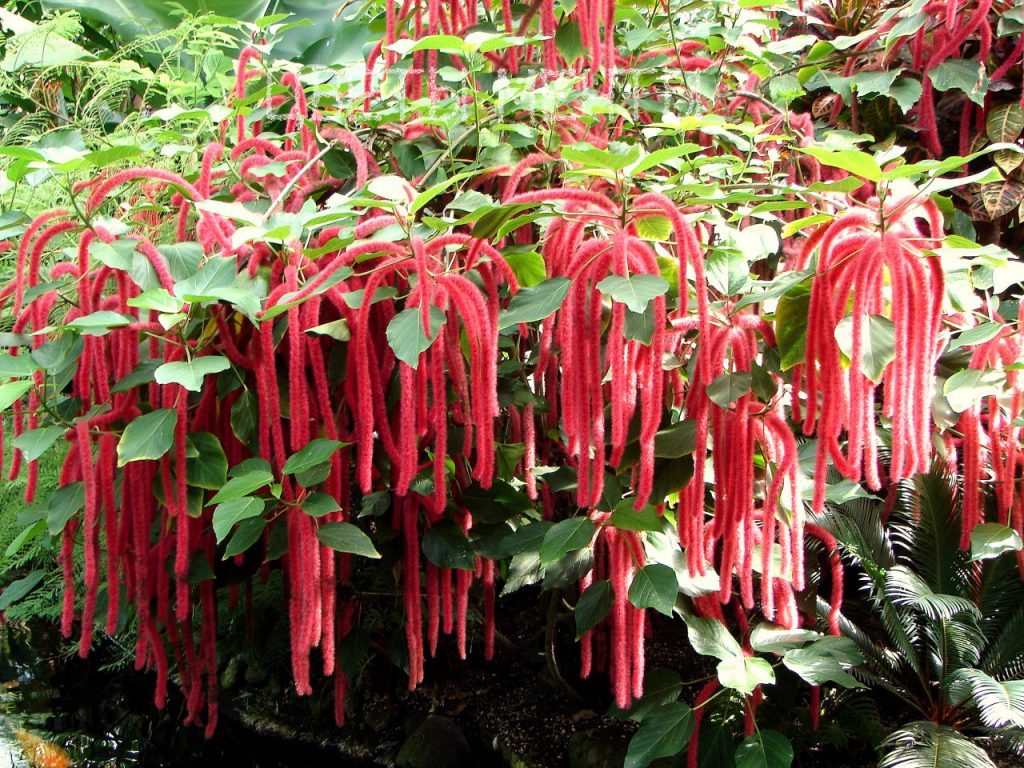 Молочай Акалифа