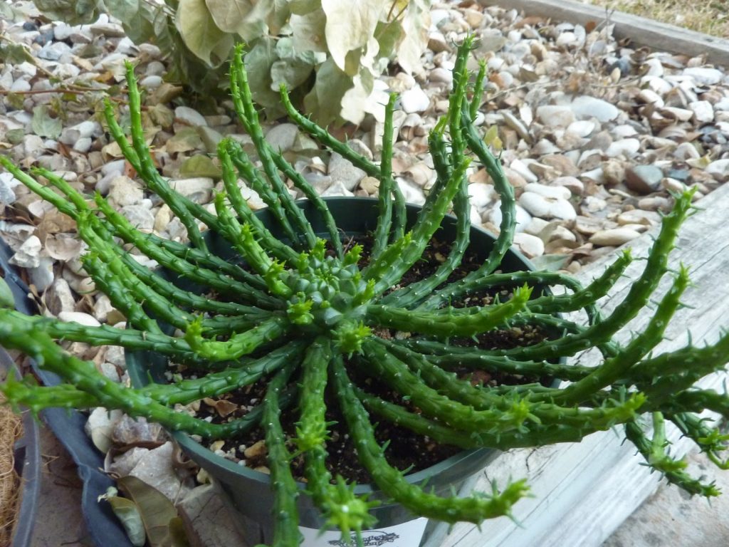 Молочай Голова Медузы