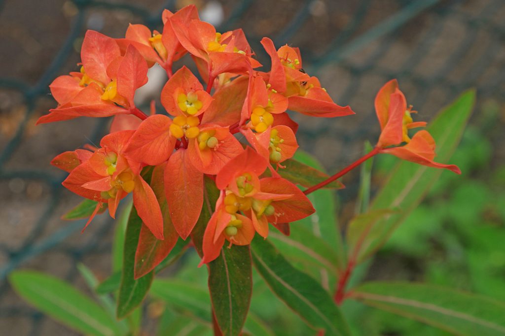 Молочай Гриффита