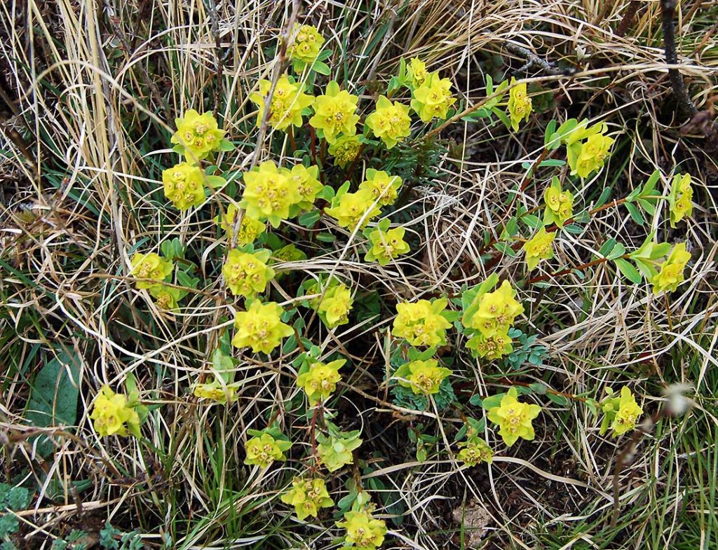 Молочай алтайский