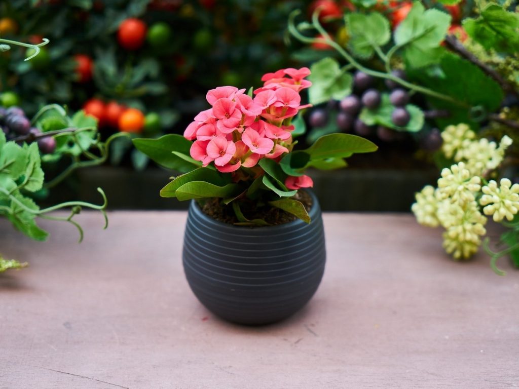 Молочай в горшке