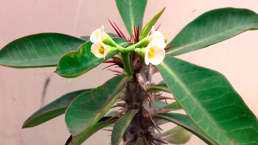 Молочай ребристый