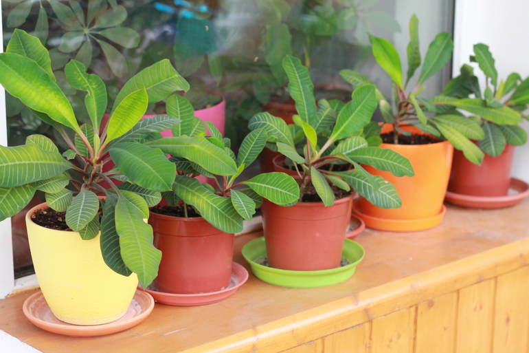 Молочай очень любит солнце