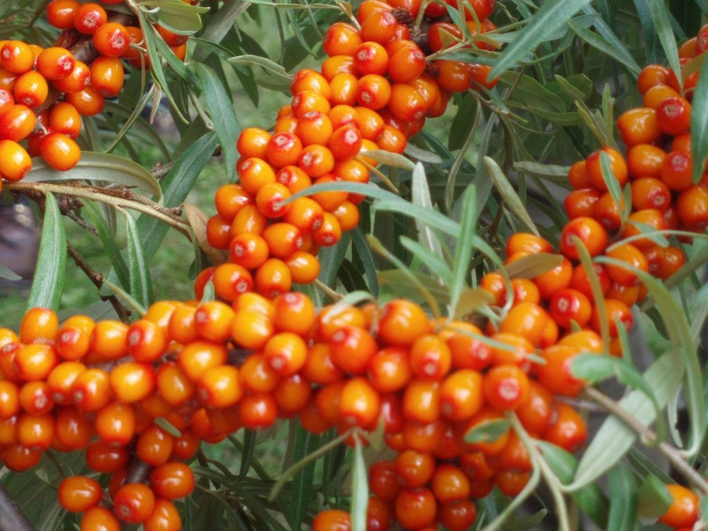 Московская красавица