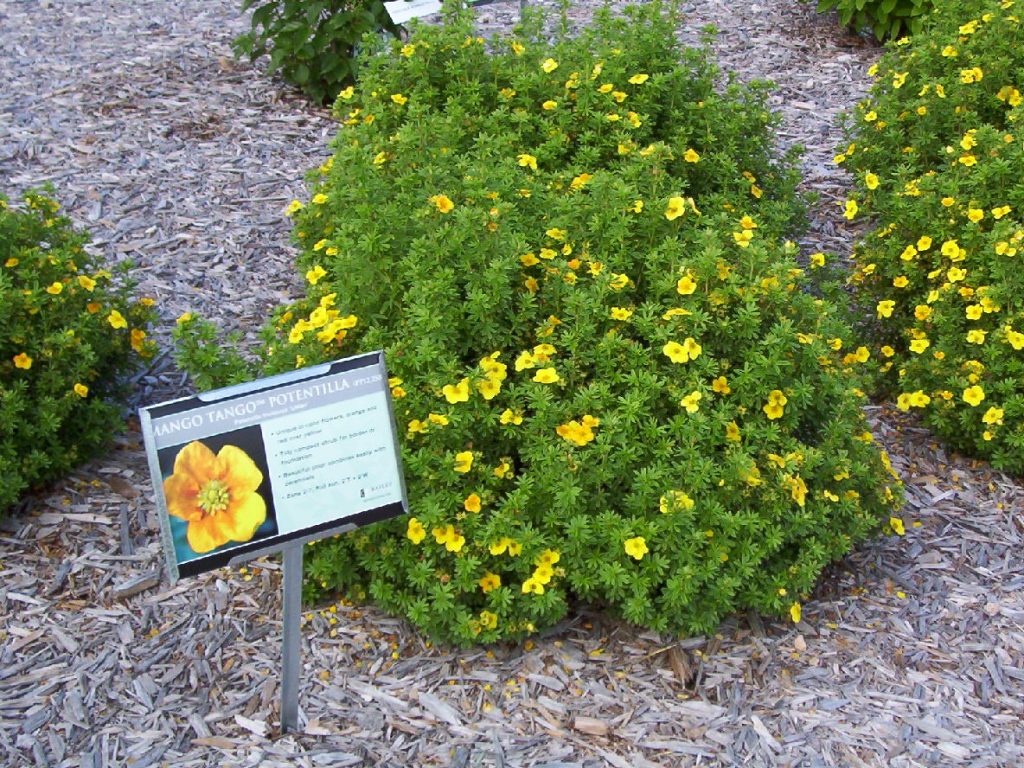 Мульчированная почва вокруг лапчатки