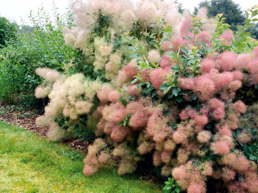 Нужно выбрать побег, который располагается как можно ниже к земле