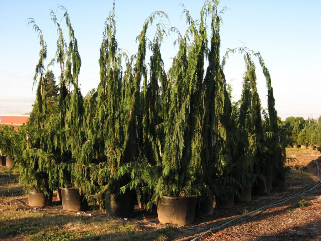 Нутканский