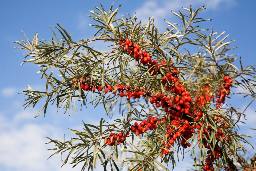 Облепиха Сибирский румянец