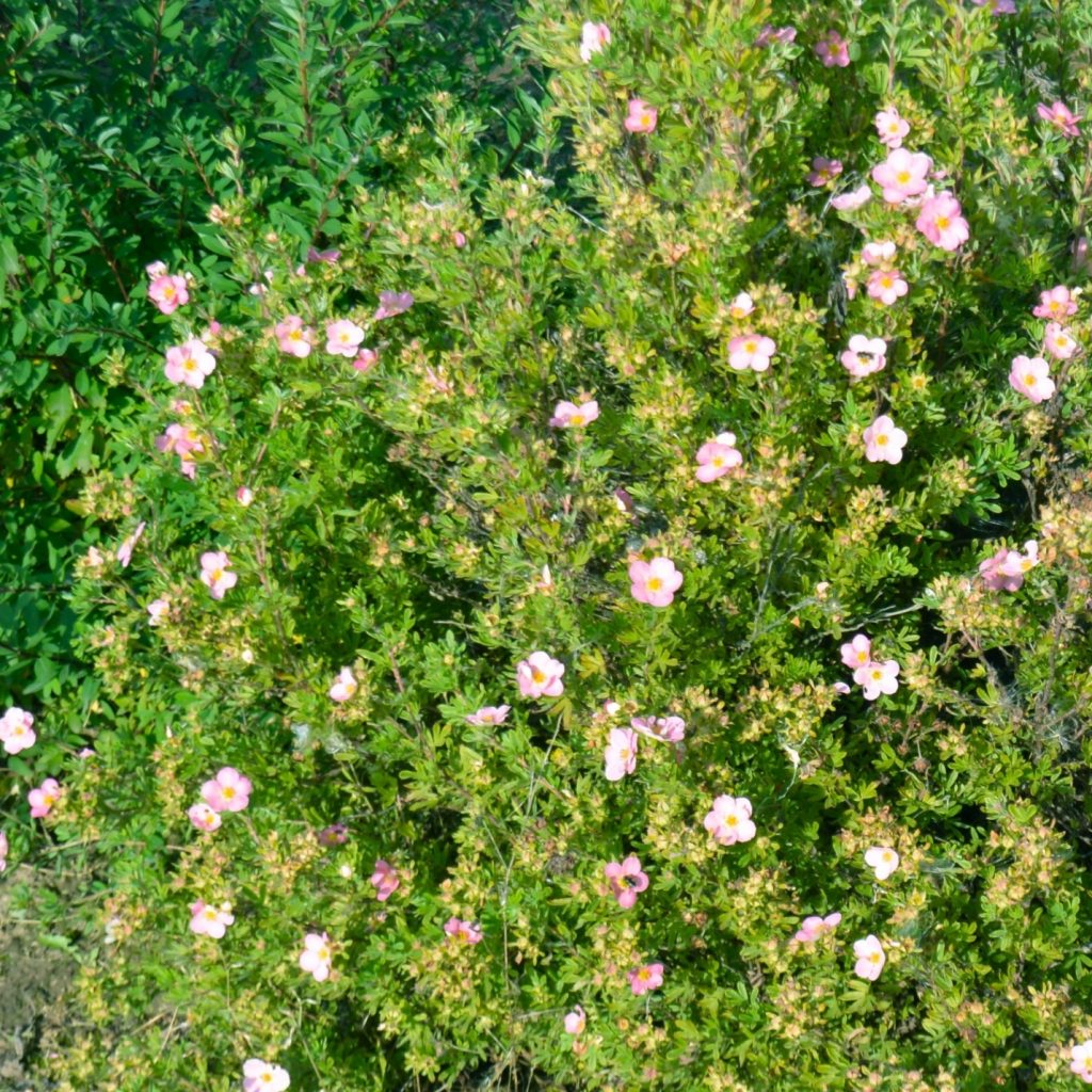 Облиственная лапчатка