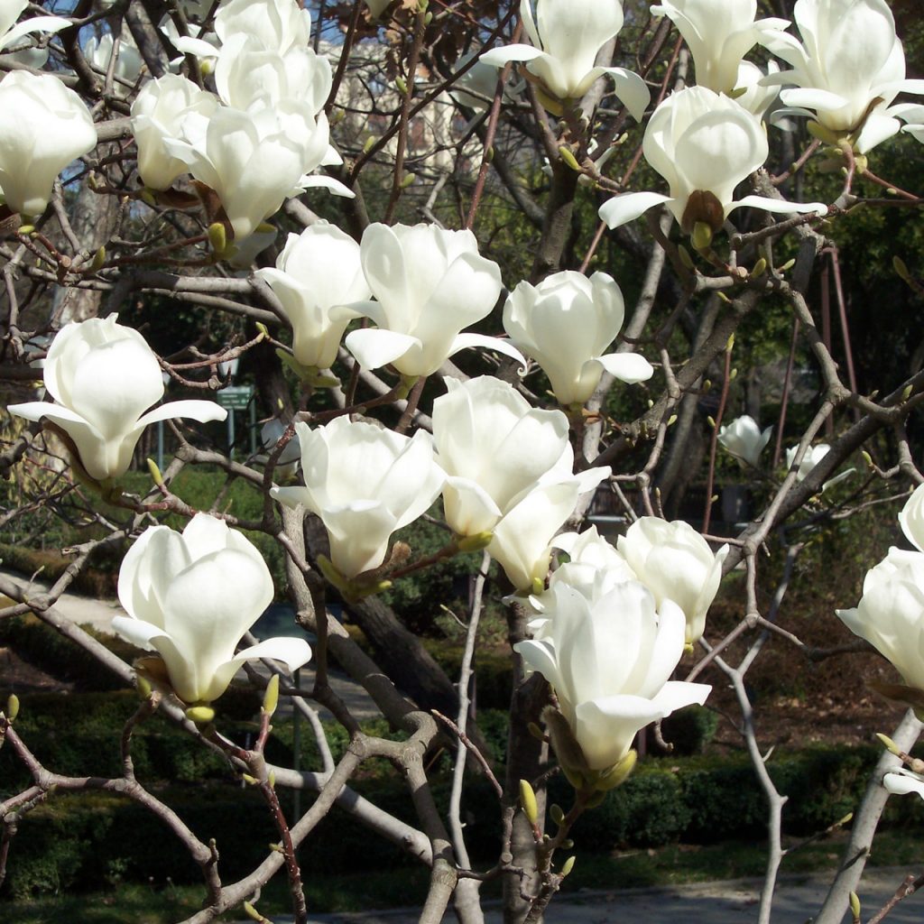 Обнаженная