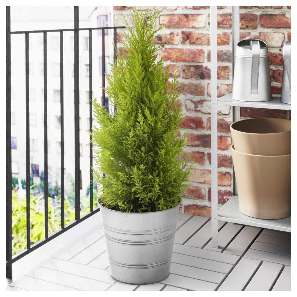 Образец здоровой и ухоженной особи