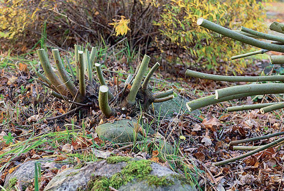 Обрезка на пень