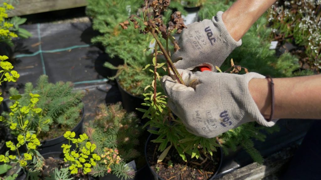 Обрезка засохших веток