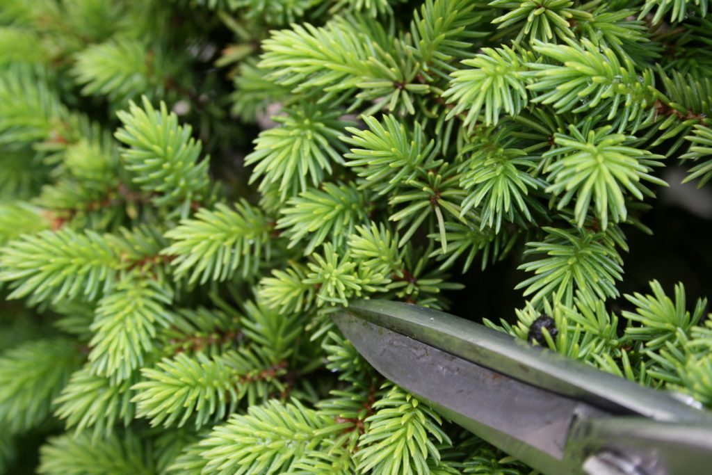 Формировать крону нужно осторожно