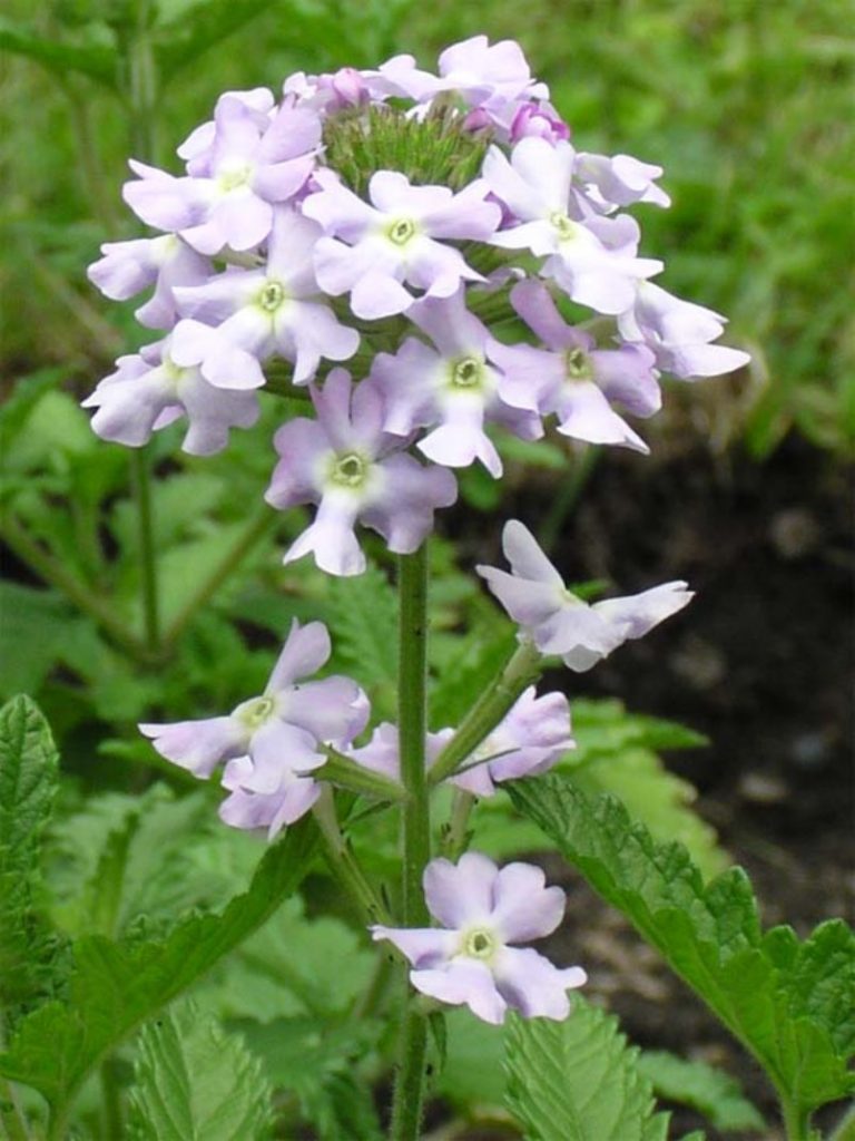 Один из вариантов соцветия гибридной формы вербены