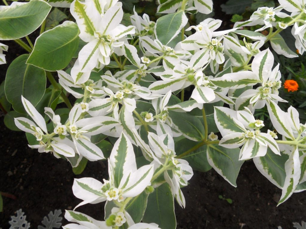 Окаймленный молочай