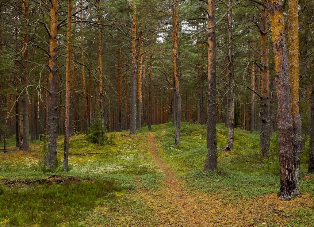 Опушка леса